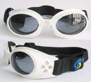 pet eyewear ۾   С빷̫ϸ˵